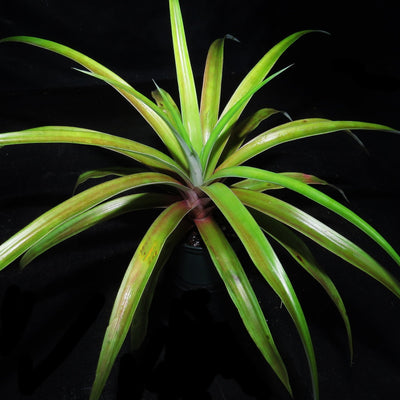 Ananas comosus 'White Jade' Gourmet Pineapple