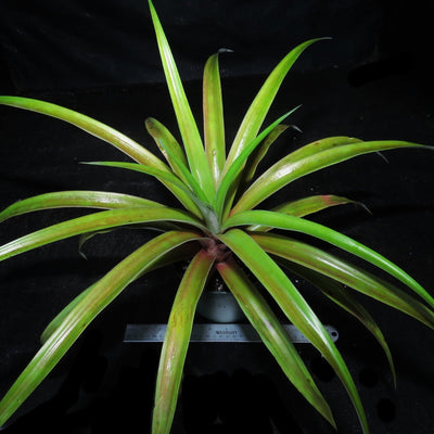 Ananas comosus 'White Jade' Gourmet Pineapple