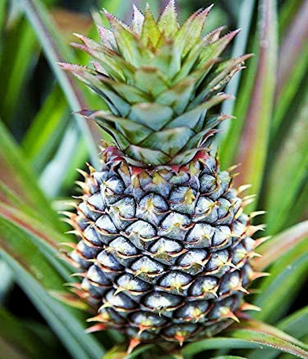Ananas cosomus Gourmet Pineapple 'Elite Gold'