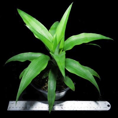 Ananas cosomus Gourmet Pineapple 'Elite Gold'