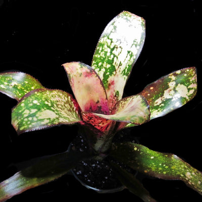 Billbergia 'Fire Opal'