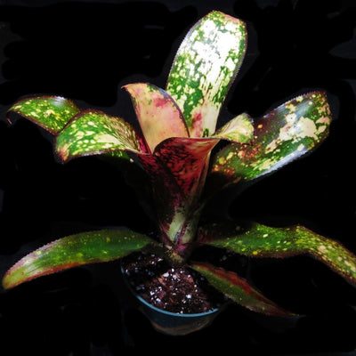 Billbergia 'Fire Opal'