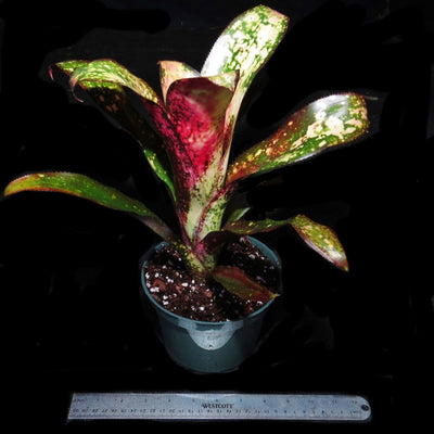 Billbergia 'Fire Opal'