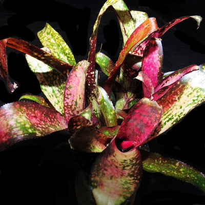 Billbergia 'Fire Opal'