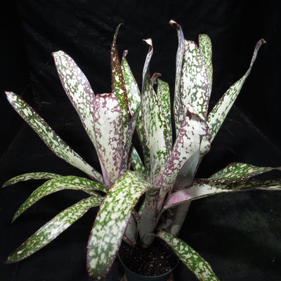 Billbergia  'Simply Irresistible'