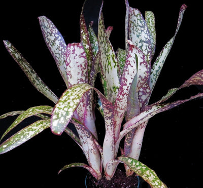 Billbergia  'Simply Irresistible'