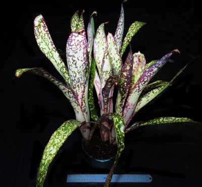 Billbergia  'Simply Irresistible'