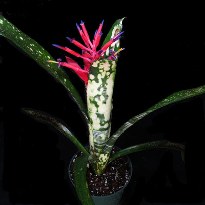 Billbergia vittata cv. Domingos Martins'