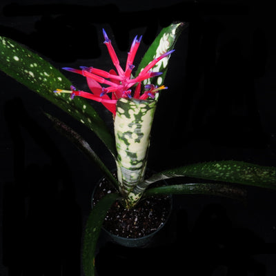 Billbergia vittata cv. Domingos Martins'