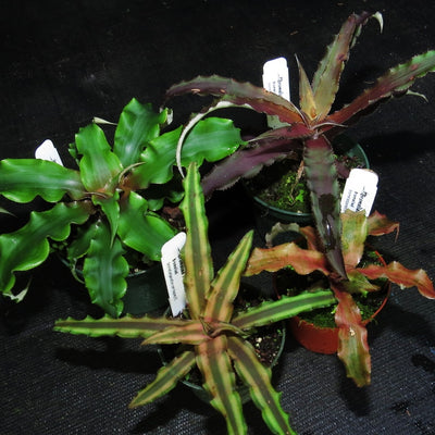 Cryptanthus Four Pack