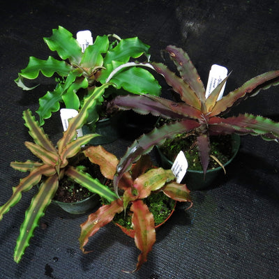 Cryptanthus Four Pack