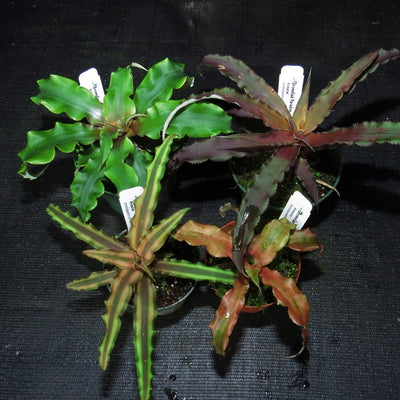 Cryptanthus Four Pack