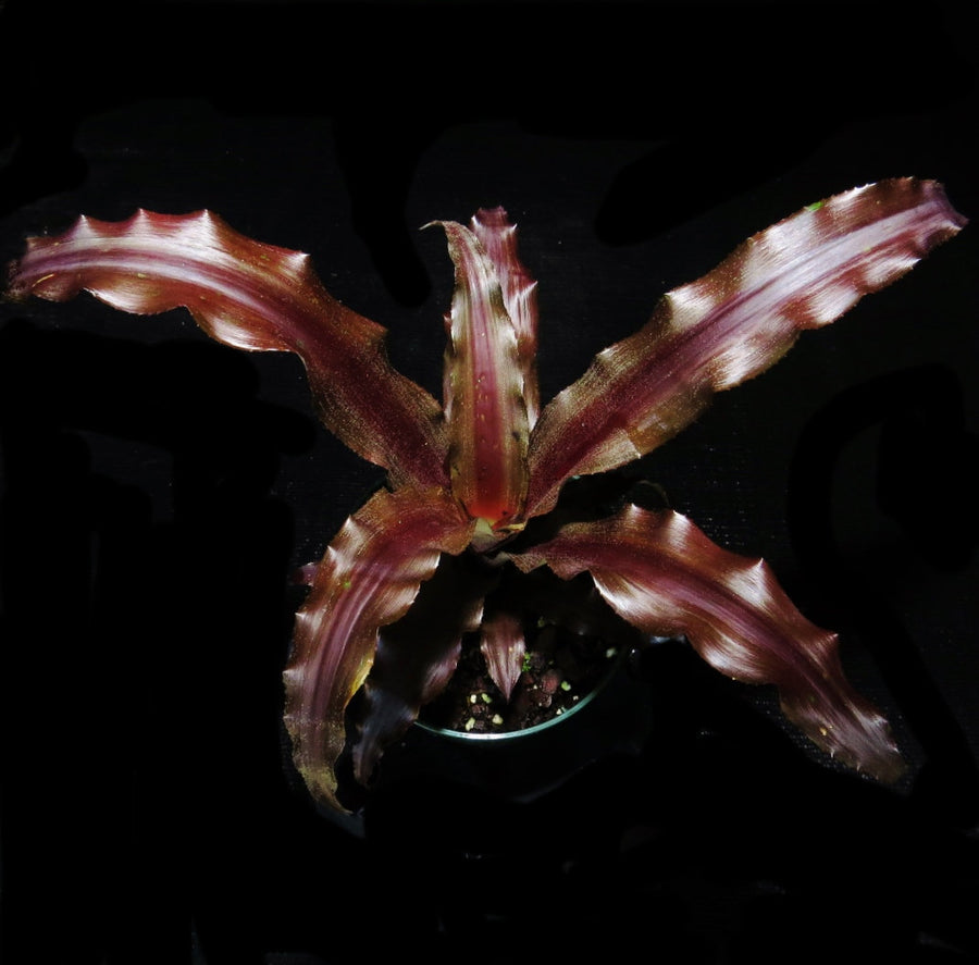 Cryptanthus 'Cinnabar'