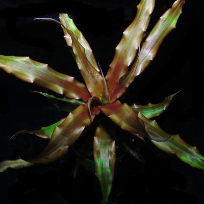 Cryptanthus 'Hummels Haze'