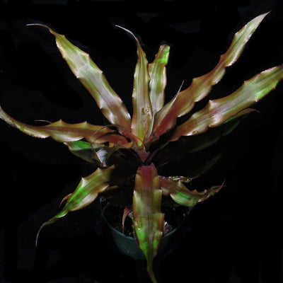 Cryptanthus 'Hummels Haze'