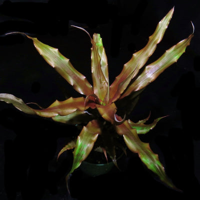 Cryptanthus 'Hummels Haze'