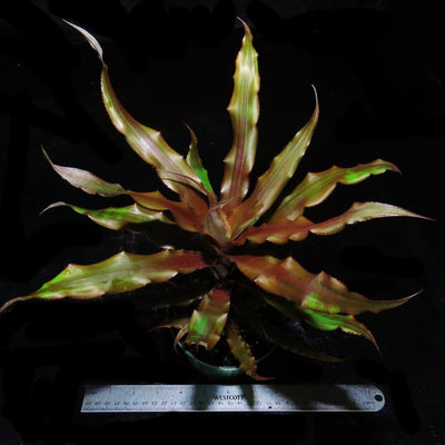 Cryptanthus 'Hummels Haze'