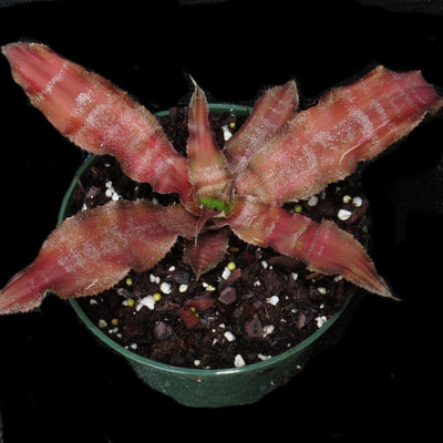Cryptanthus 'Madam Gamma Waskinii'