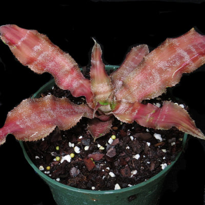 Cryptanthus 'Madam Gamma Waskinii'