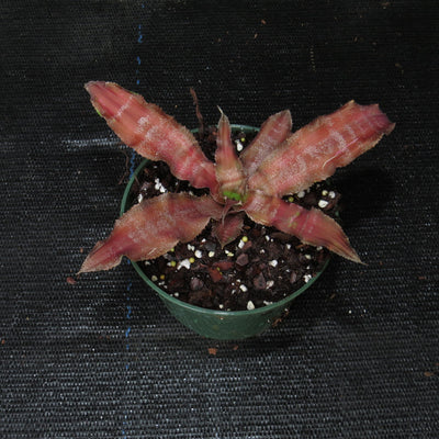 Cryptanthus 'Madam Gamma Waskinii'