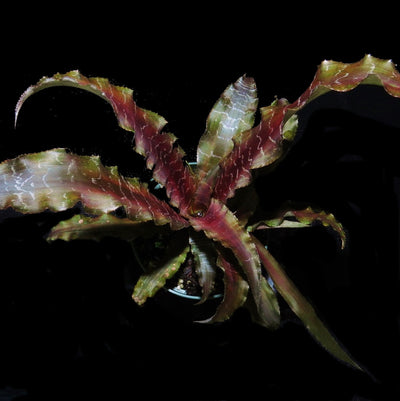 Cryptanthus 'Mason Congo'