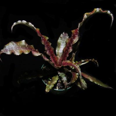Cryptanthus 'Mason Congo'