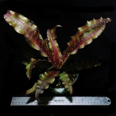 Cryptanthus 'Mason Congo'