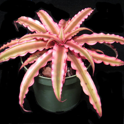 Cryptanthus 'Pink Starlight'