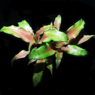 Cryptanthus 'Tutti Frutti'