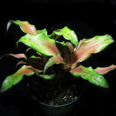 Cryptanthus 'Tutti Frutti'