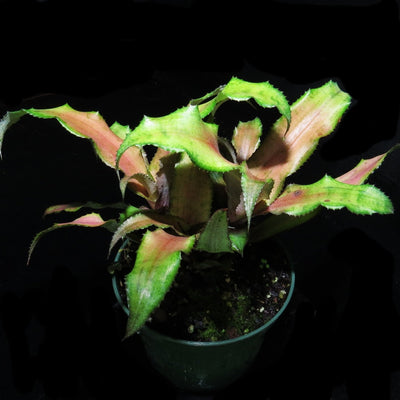 Cryptanthus 'Tutti Frutti'