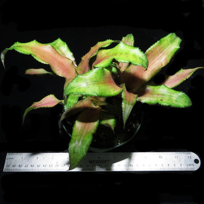 Cryptanthus 'Tutti Frutti'