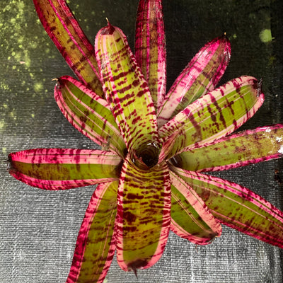 Neoregelia 'Banshee'