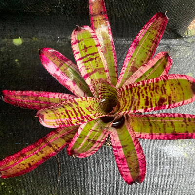 Neoregelia 'Banshee'