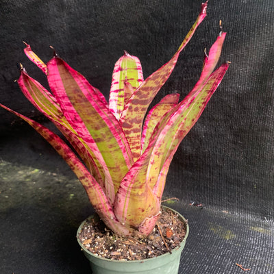 Neoregelia 'Banshee'