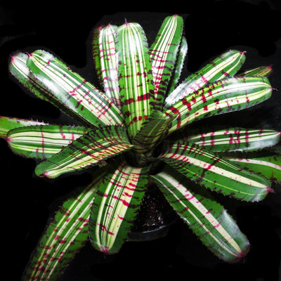 Neoregelia carolinae ‘Tricolor’ X ‘Skotak’s Tiger’ (Variegated)