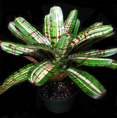 Neoregelia carolinae ‘Tricolor’ X ‘Skotak’s Tiger’ (Variegated)