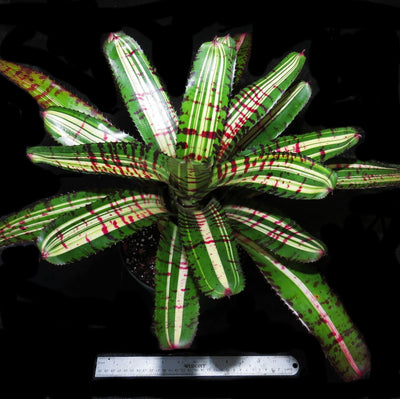 Neoregelia carolinae ‘Tricolor’ X ‘Skotak’s Tiger’ (Variegated)