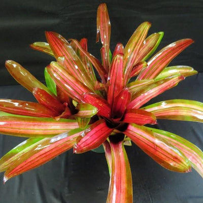 Neoregelia 'Enchantment' aka 'Larnach's Enchantment' (Variegated) | Bromeliad Paradise