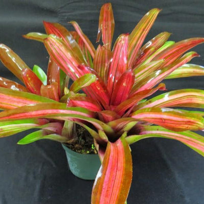 Neoregelia 'Enchantment' aka 'Larnach's Enchantment' (Variegated) | Bromeliad Paradise