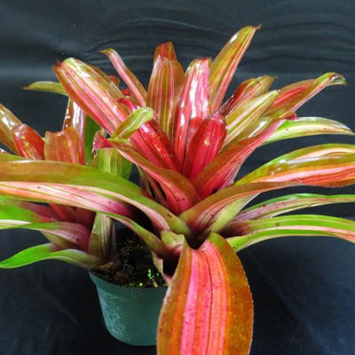 Neoregelia 'Enchantment' aka 'Larnach's Enchantment' (Variegated) | Bromeliad Paradise