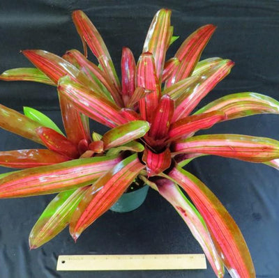 Neoregelia 'Enchantment' aka 'Larnach's Enchantment' (Variegated) | Bromeliad Paradise