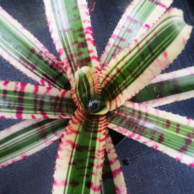 Neoregelia 'Star Wars' | Bromeliad Paradise