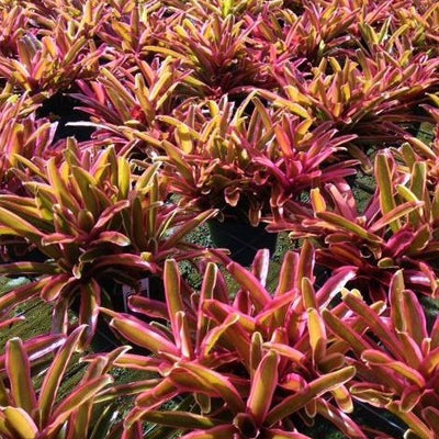 Neoregelia 'Donger'
