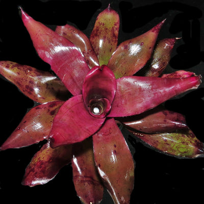 Neoregelia 'Takemura Grande' x johannis