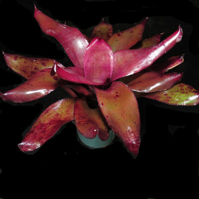 Neoregelia 'Takemura Grande' x johannis