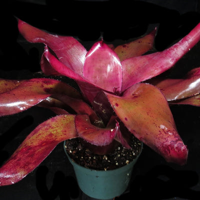 Neoregelia 'Takemura Grande' x johannis