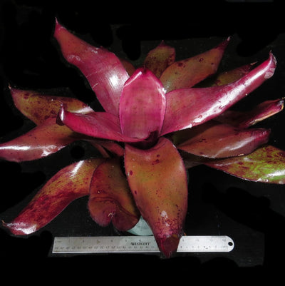 Neoregelia 'Takemura Grande' x johannis