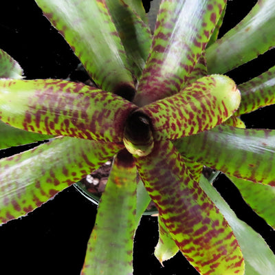 Neoregelia 'Alley Cat'