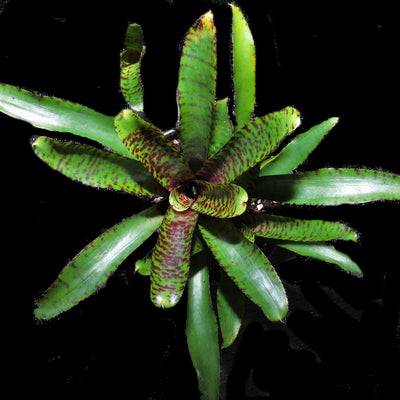 Neoregelia 'Alley Cat'